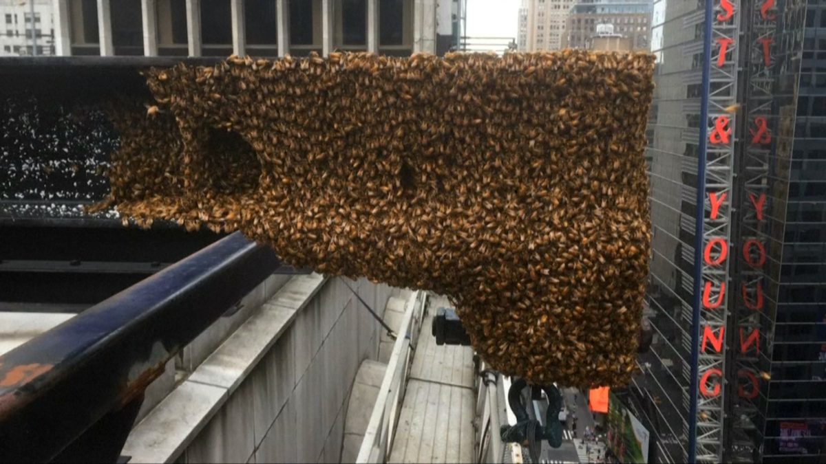 Bees swarm famous ledge in downtown New York City