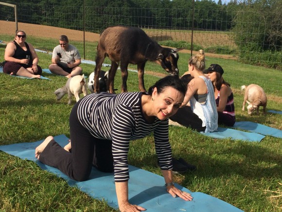 Goat yoga at Emerson Vineyards in the Willamette Valley. (Beverly Mann)