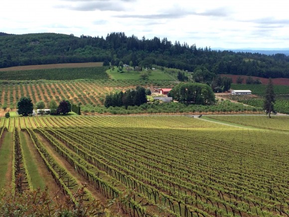 Vineyards in the scenic Willamette Valley. (Beverly Mann)
