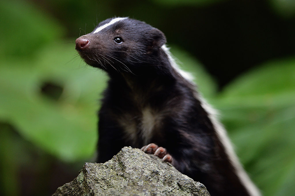 NextImg:Eight Skunks Found Dead in Metro Vancouver Had Avian Flu: Government