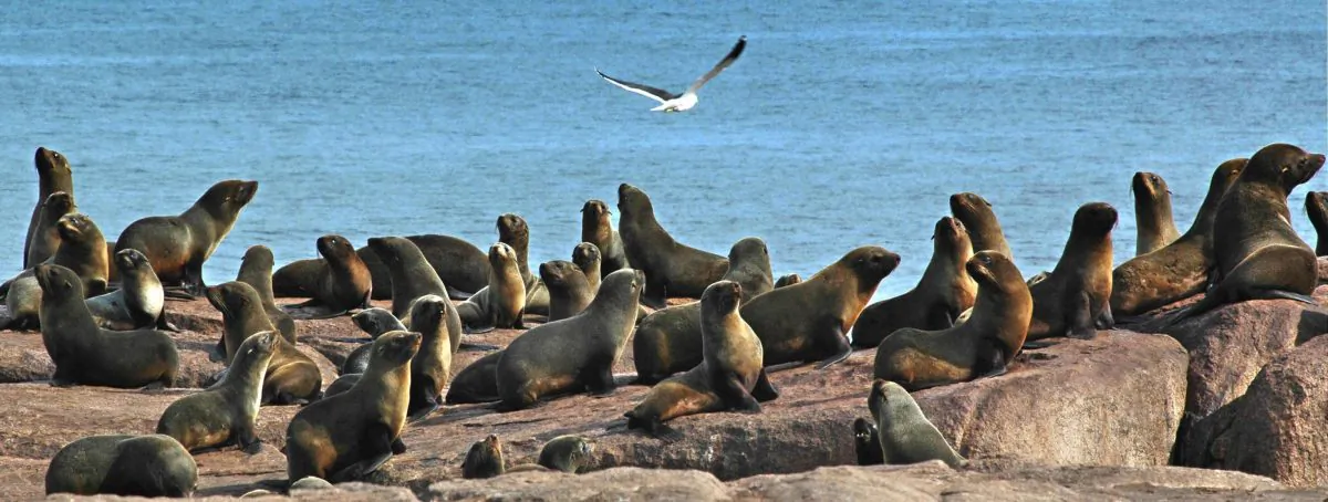 A group of seals seen in Isla de Lobos, an island off the coast of Punta del Este, 140 km east of the Uruguayan capital, Montevideo, 10 August 2005. (Pablo Porciuncula/AFP via Getty Images)