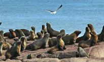 Toxic Algae Sickness Spreads Among California Marine Wildlife