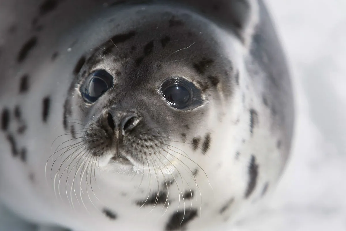 A Harp seal pup lies on an ice floe in the Gulf of Saint Lawrence near Charlottetown, PEI, on March 31, 2008. (Joe Raedle/Getty Images)