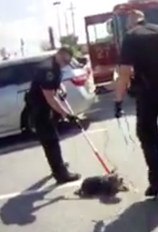 A dog having a seizure after being removed from a hot car in Georgia on July 2, 2017. (Courtesy of Roswell City Police)