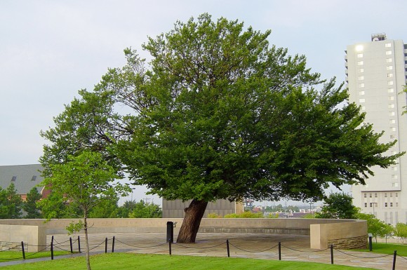 The Survivor Tree at the Oklahoma City National Memorial and Museum, so called because it was damaged so severely after the 1995 bombing of the Alfred P. Murrah Federal Building that it wasn't expected to survive. An inscription near the tree reads: