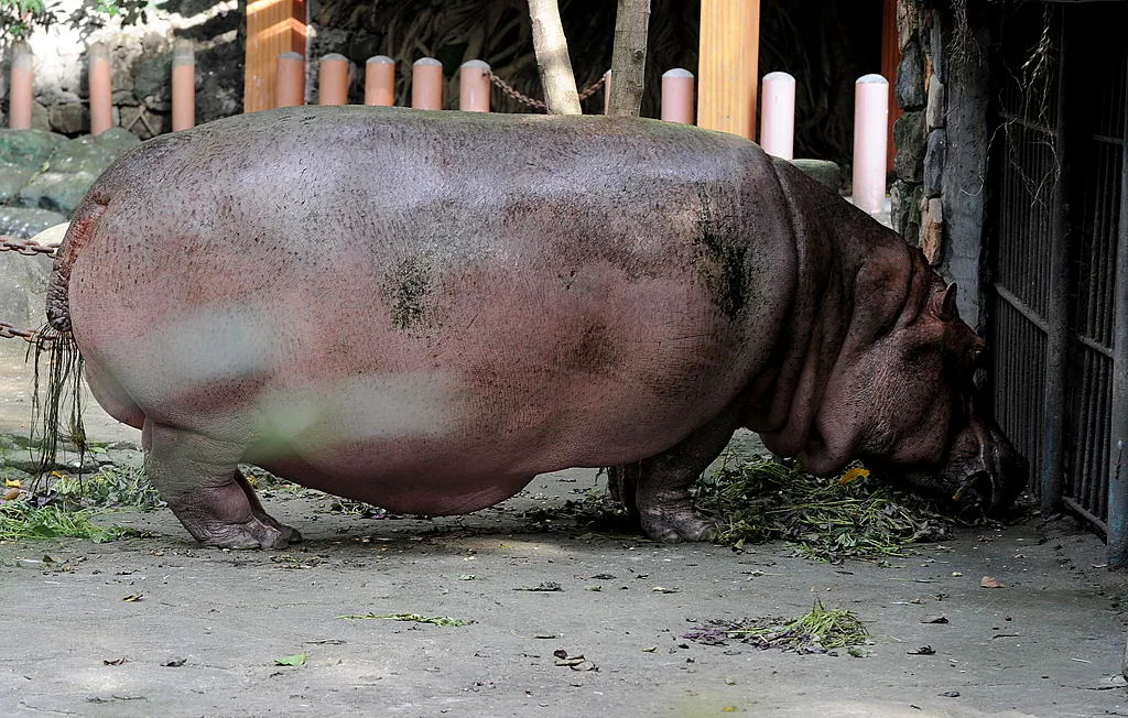 A hippopotamus stands in an enclosure in Manila Zoo. (JAY DIRECTO/AFP/Getty Images)