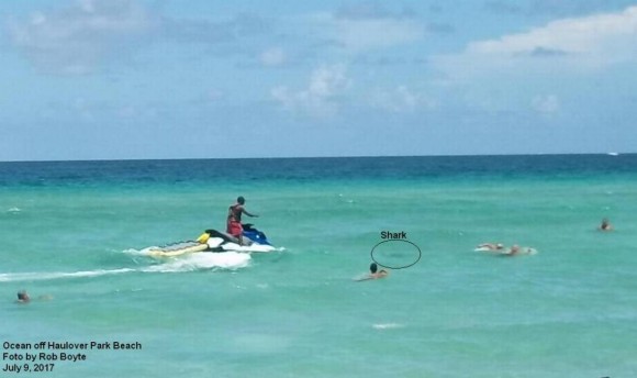 The bull shark responsible for the attack caught in photo swimming among beachgoers. (Rob Boyte/Miami-Dade Fire Rescue)