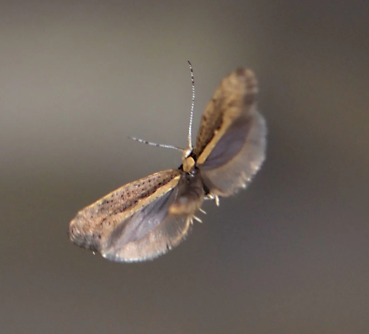 A diamondback moth genetically engineered by biotech company Oxitec and scientists at Cornell University to produce offspring that will die before they reach maturity. The moth has been released for testing in Geneva, New York, in the hopes that it will decrease the wild population of this agricultural pest. (Courtesy of Oxitec)