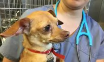 Woman Arrested After Abandoned Dog Dies in 113 Degree Car