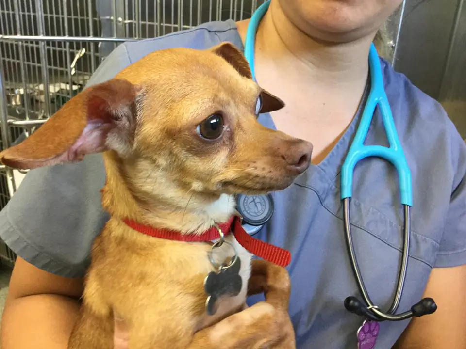 (Credit: Inland Valley Humane Society & SPCA) 