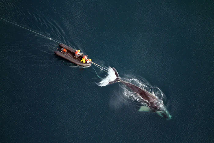 Responders will often attach into the entangling line. This slows the animal down enough that responders can get in close and try to cut the gear away from the animal.
(NOAA)