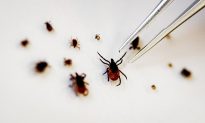 Woman Dies Within a Month of Tick Bite Carrying Extremely Rare Bourbon Virus
