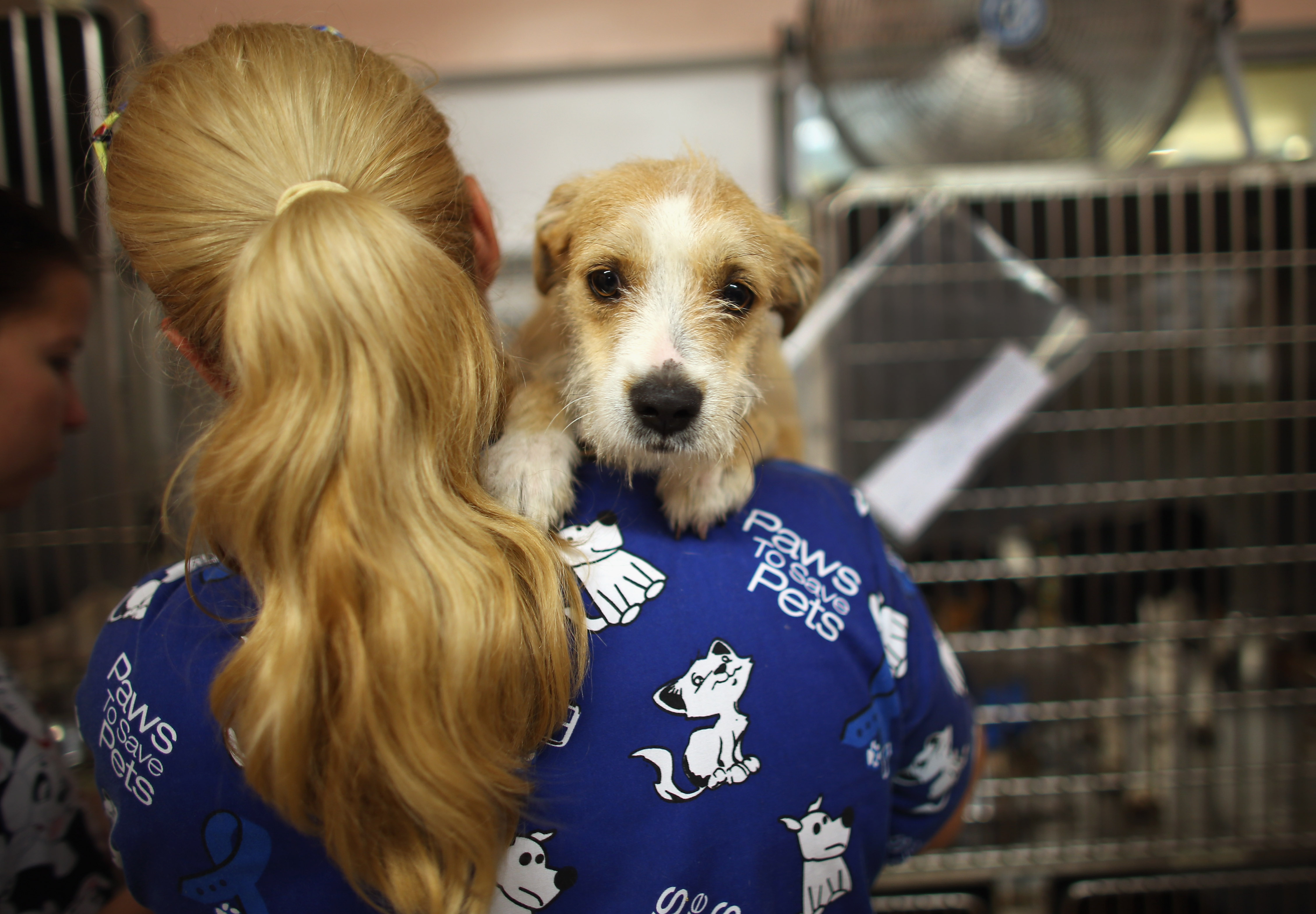 A veterinarian volunteer cares for a rescued dog (Photo by Joe Raedle/Getty Images)