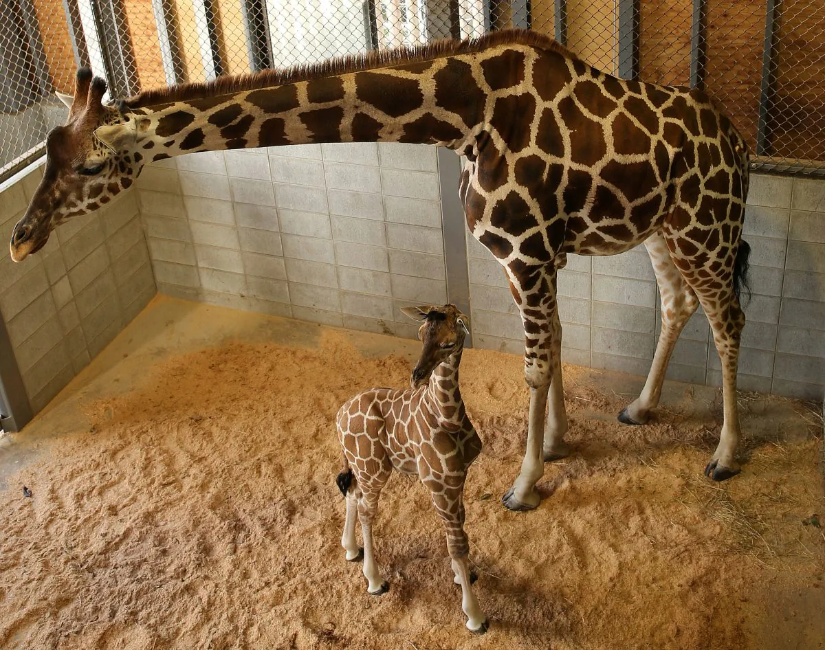 An eleven day old newborn giraffe calf stands beside his mother named Mimi in their enclosure at Himeji Central Park on October 16, 2013 in Himeji, Japan. (Buddhika Weerasinghe/Getty Images)
