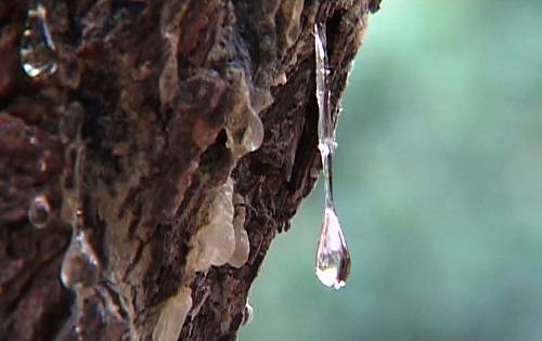 Mastica tree on the island of Chioe with resin teardrop. (Manolis Kagemias)