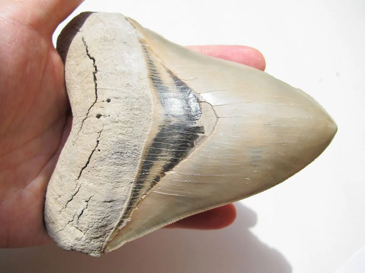 Megalogon tooth. (Tomleetaiwan/Wikimedia Commons [CC0])