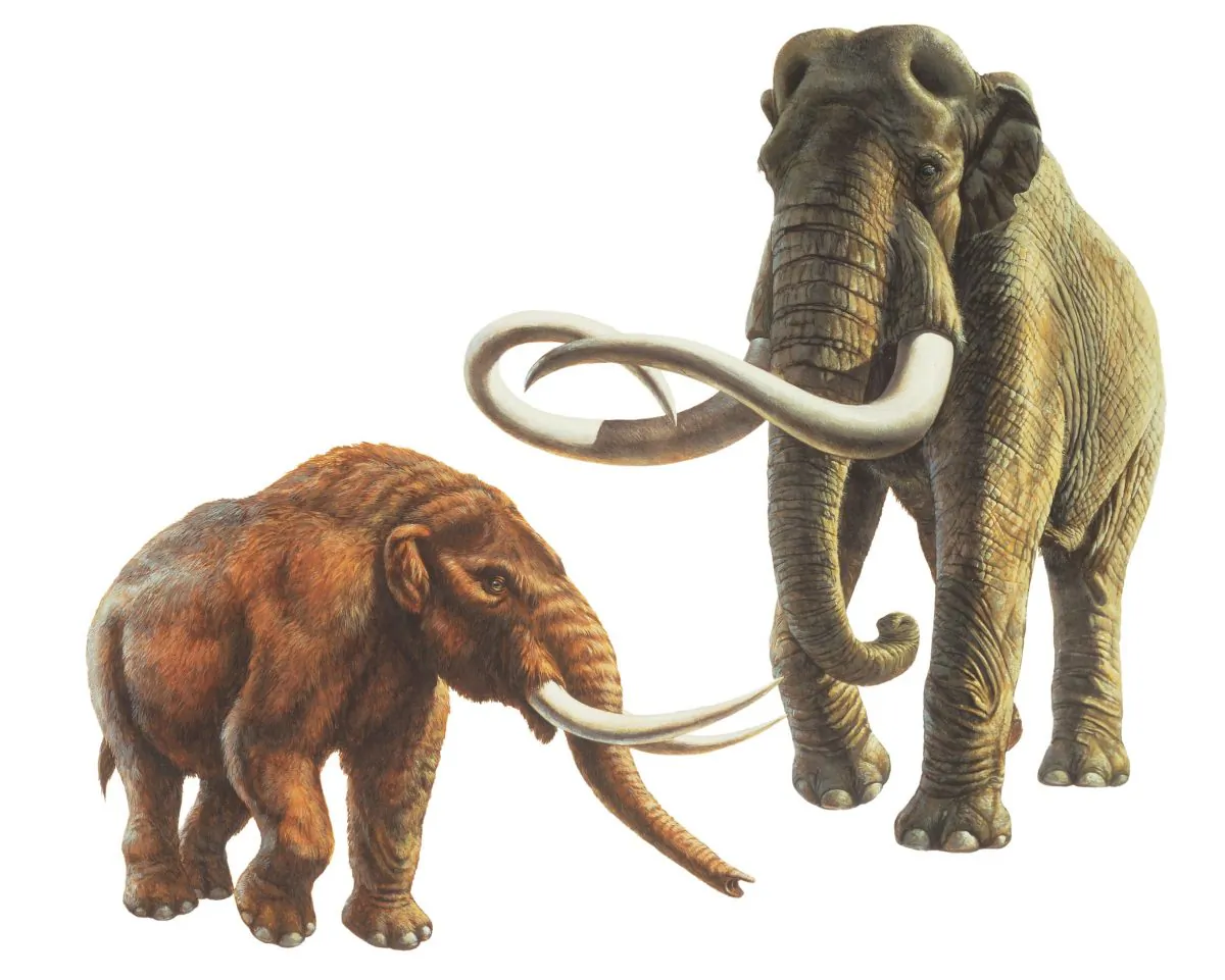 Illustration of a mastodon (left) and an adult mammoth (right)
(Courtesy of the Natural History Museum of Los Angeles County)