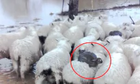 Rabbits Ride Sheep to Escape Flood in New Zealand