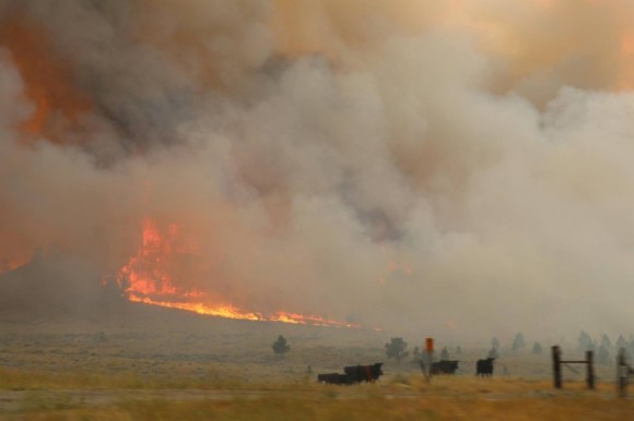 Cattle are seen near the flames of the Lodgepole Complex fire in Garfield County, Montana, U.S. July 21, 2017. (BLM/Pete McFadden/Handout via Reuters)