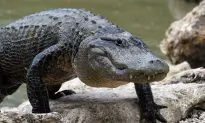 South Carolina Woman Walking Her Dog Killed by Alligator