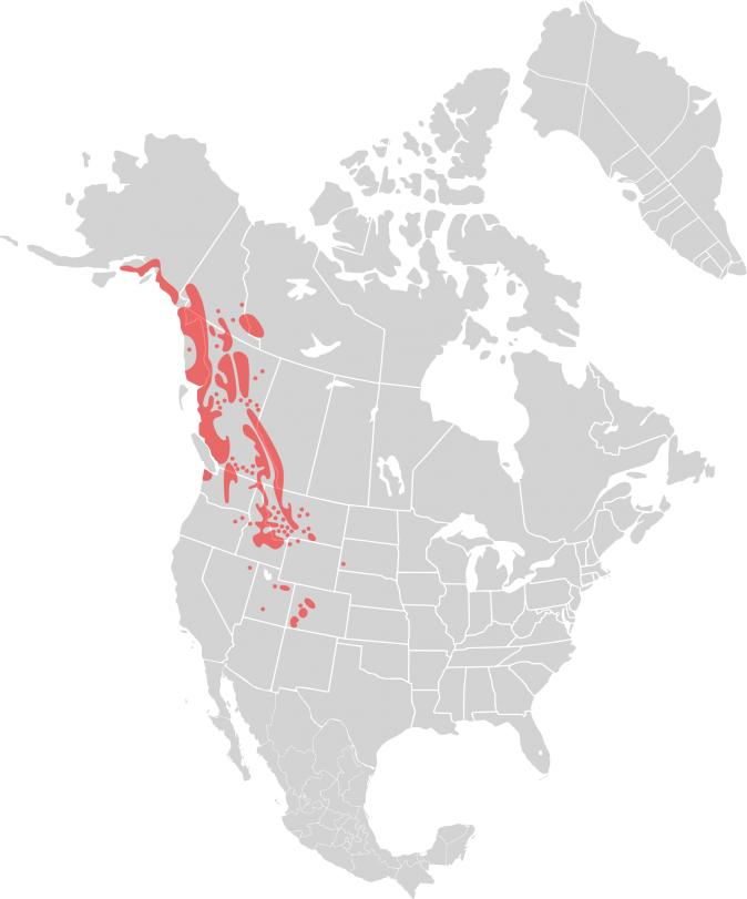 Distribution of the Rocky Mountain Goat, Oreamnos americanus.  (Ninjatacoshell [CC BY-SA 2.5 (http://creativecommons.org/licenses/by-sa/2.5)], via Wikimedia Commons)