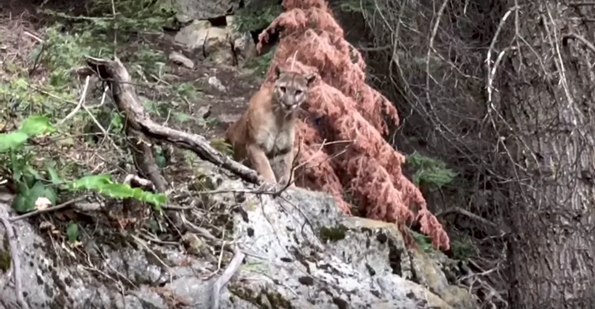 A cougar stares down at Sam Vonderheide and Brian McKinney during their recent hike in the mountains of California (Brian McKinney/YouTube)