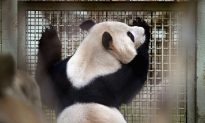 Zoo Staff Fear for Their Safety After Panda Nearly Escapes Enclosure