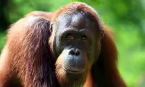 Incredible Footage Shows Orangutan Apparently Fighting Off Excavator in Indonesia