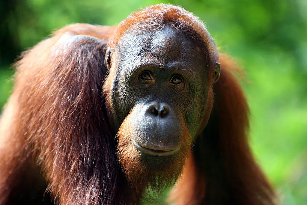 An Orangutan is seen at a zoo in Jakarta, Indonesia. (Photo by Dimas Ardian /Getty Images)
