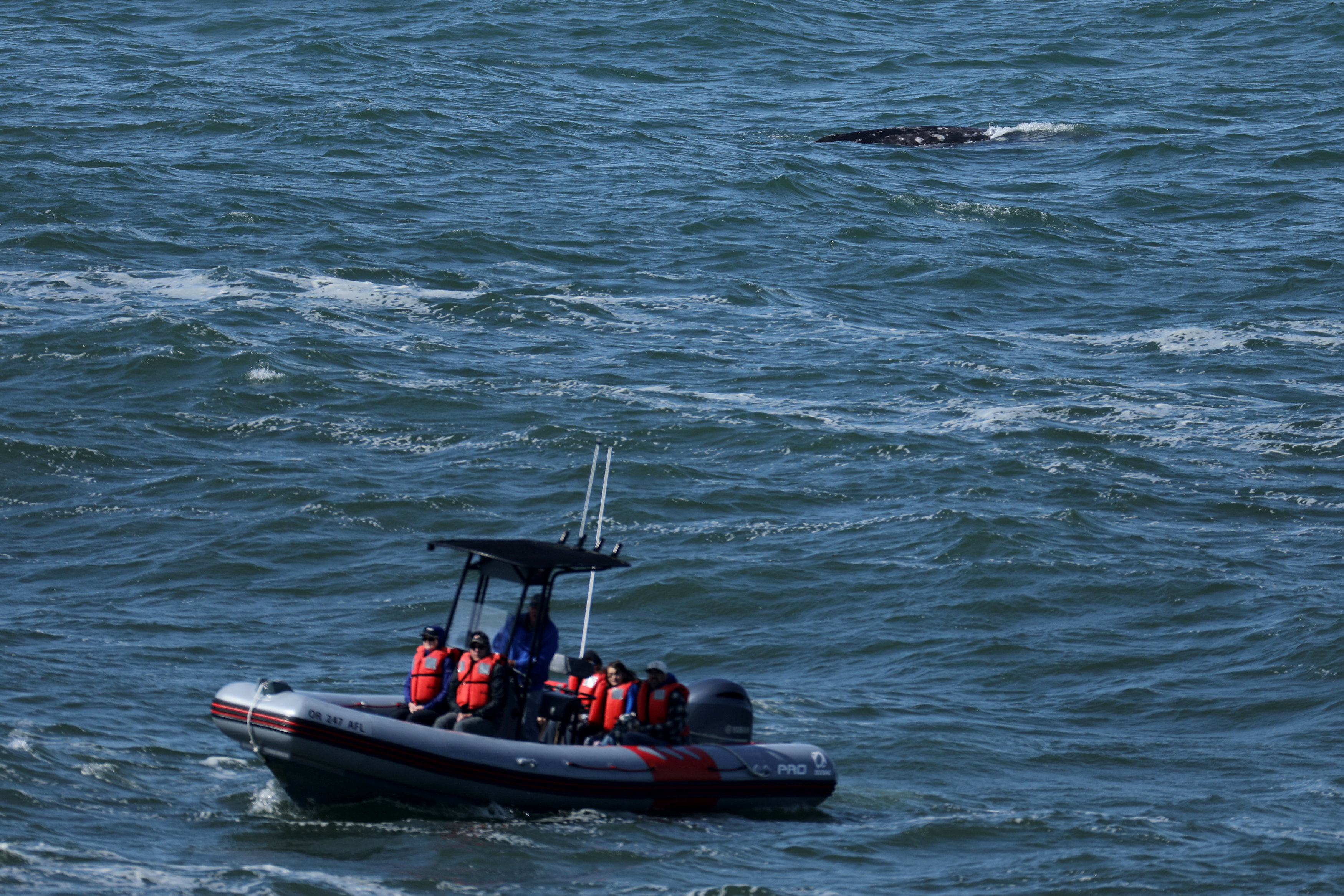 Whale watching boats take tourists out on the ocean as the small town of Depoe Bay prepares for the coming Solar Eclipse, Oregon on Aug. 20, 2017. (REUTERS/Mike Blake)