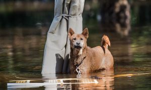 Police Chief Threatens Dog Owners Who Leave Pets Chained in Hurricane