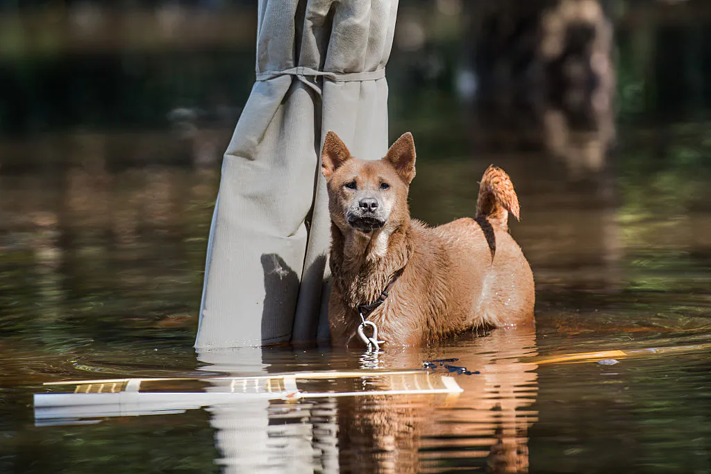 A dog stands on top of a patio table in floodwaters left from Hurricane Matthew and the swollen Lumber River on October 12, 2016 in Lumberton, North Carolina. (Sean Rayford/Getty Images)