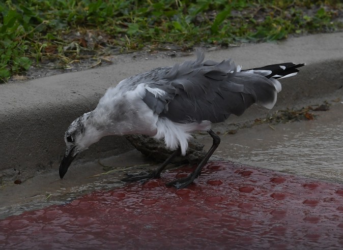 A windblown seagull looks for food before the approaching Hurricane Harvey hits Corpus Christi, Texas on August 25, 2017. (MARK RALSTON/AFP/Getty Images)