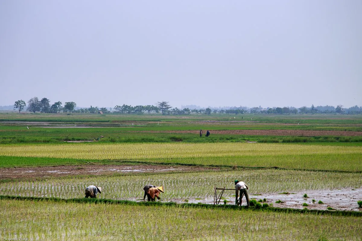 Agricultural workers in Serang, Indonesia, dependent on the local Ciujung River that is polluted. (Indonesian Center for Environmental Law)

