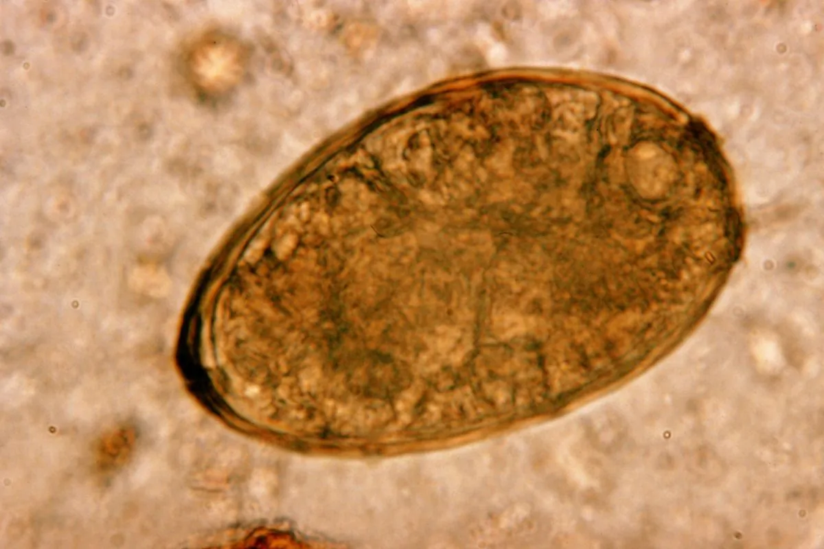 (CDC Public Health Image Library)