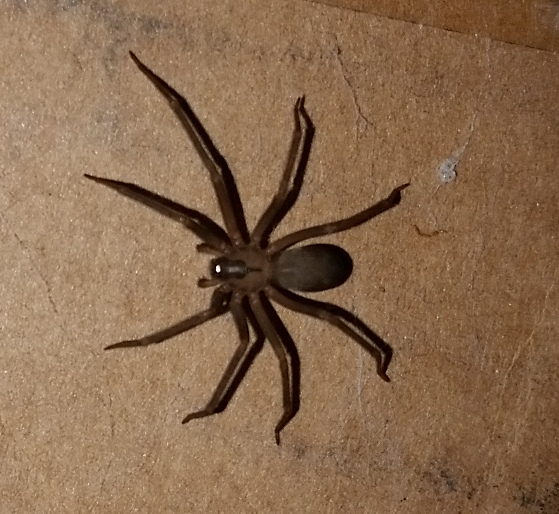 A Brown Recluse spider (Sleepisfortheweak / This file is licensed under the Creative Commons Attribution-Share Alike 4.0 International license.)