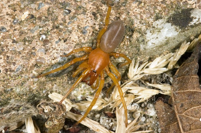 Woodlouse spider (Dysdera crocata). (Mvuijlst at English Wikipedia via GNU Free Documentation License)