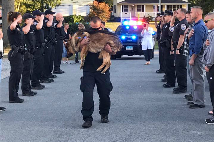 Officer Michael D'Aresta carries his K-9 partner to the veterinarian to be euthanized on September 1,
 2017, in Middletown,
 Conn. (Middletown Police Department) 