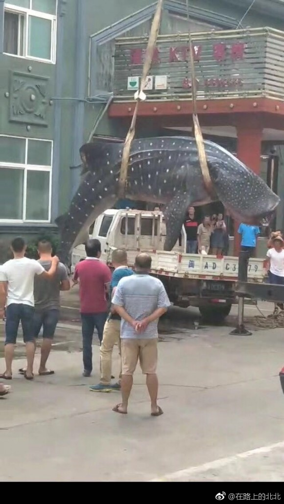 Fishermen lift a whale shark from a flatbed truck in the middle of a street in Fujian's Xiapu county in China on September 4, 2017. (Social Media)