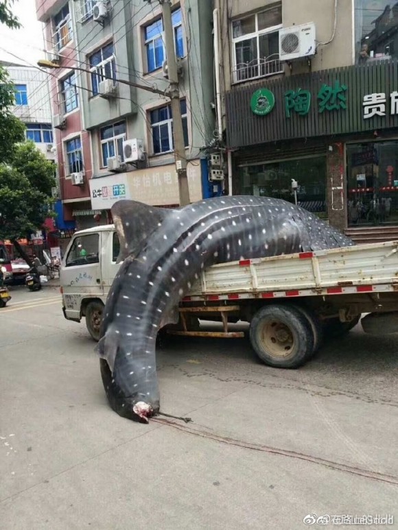 Fishermen haul a whale shark through the streets of Fujian's Xiapu county in China on September 4, 2017. (Social Media)