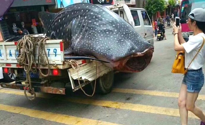 Fishermen haul a whale shark through the streets of Fujian's Xiapu county in China on September 4, 2017. (Social Media)