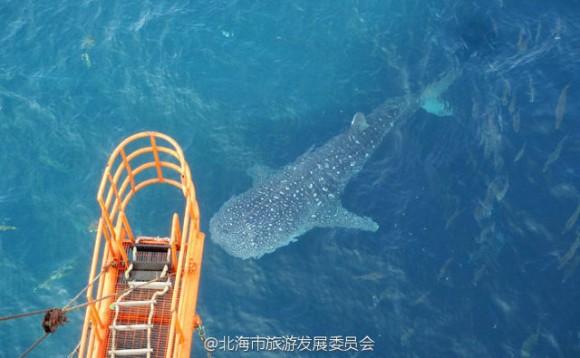 whale_shark_killed