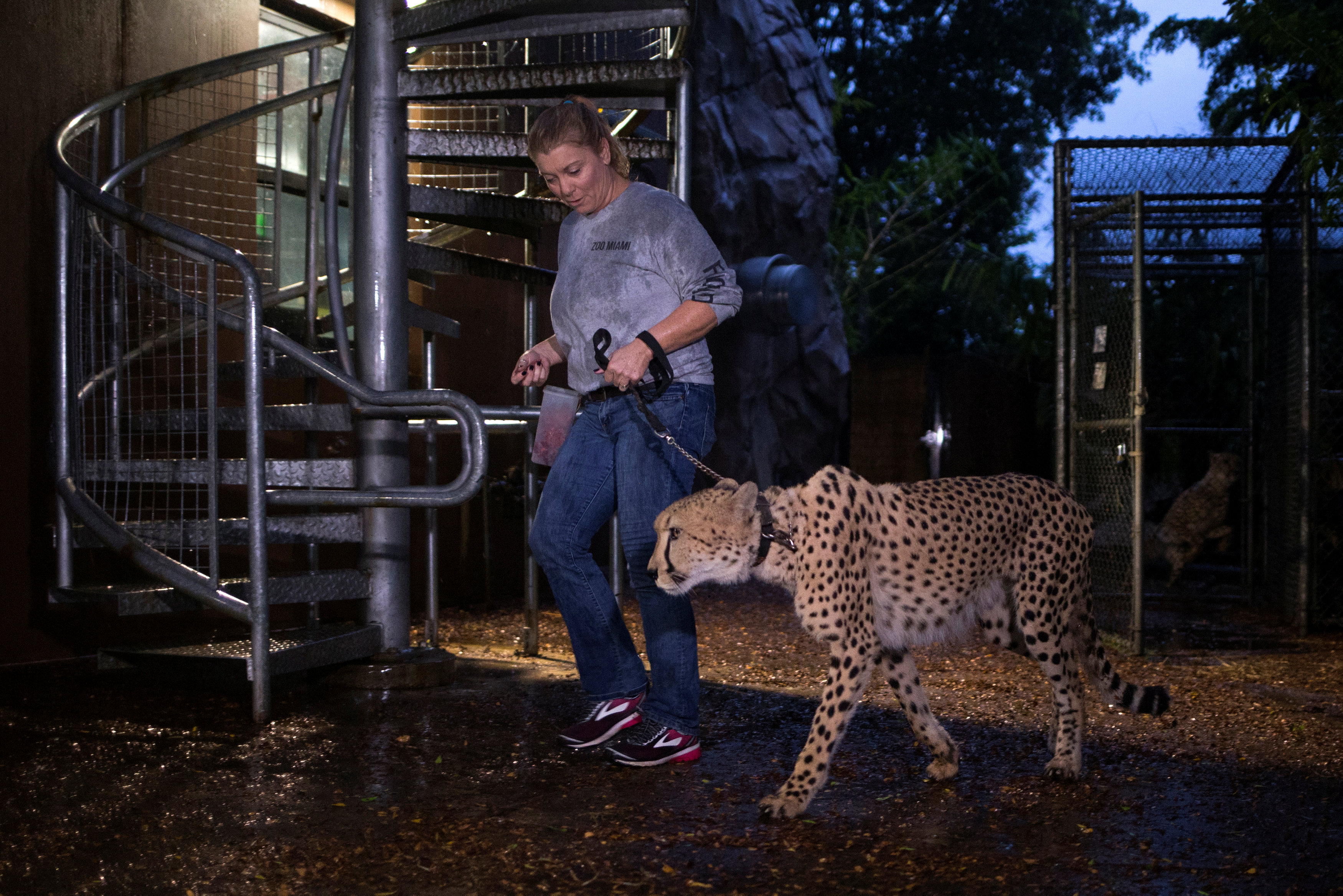 Senior keeper Jennifer Nelson walks a cheetah to a shelter ahead of the downfall of Hurricane Irma at the Miami Zoo in Miami, Florida, U.S. September 9, 2017. REUTERS/Adrees Latif