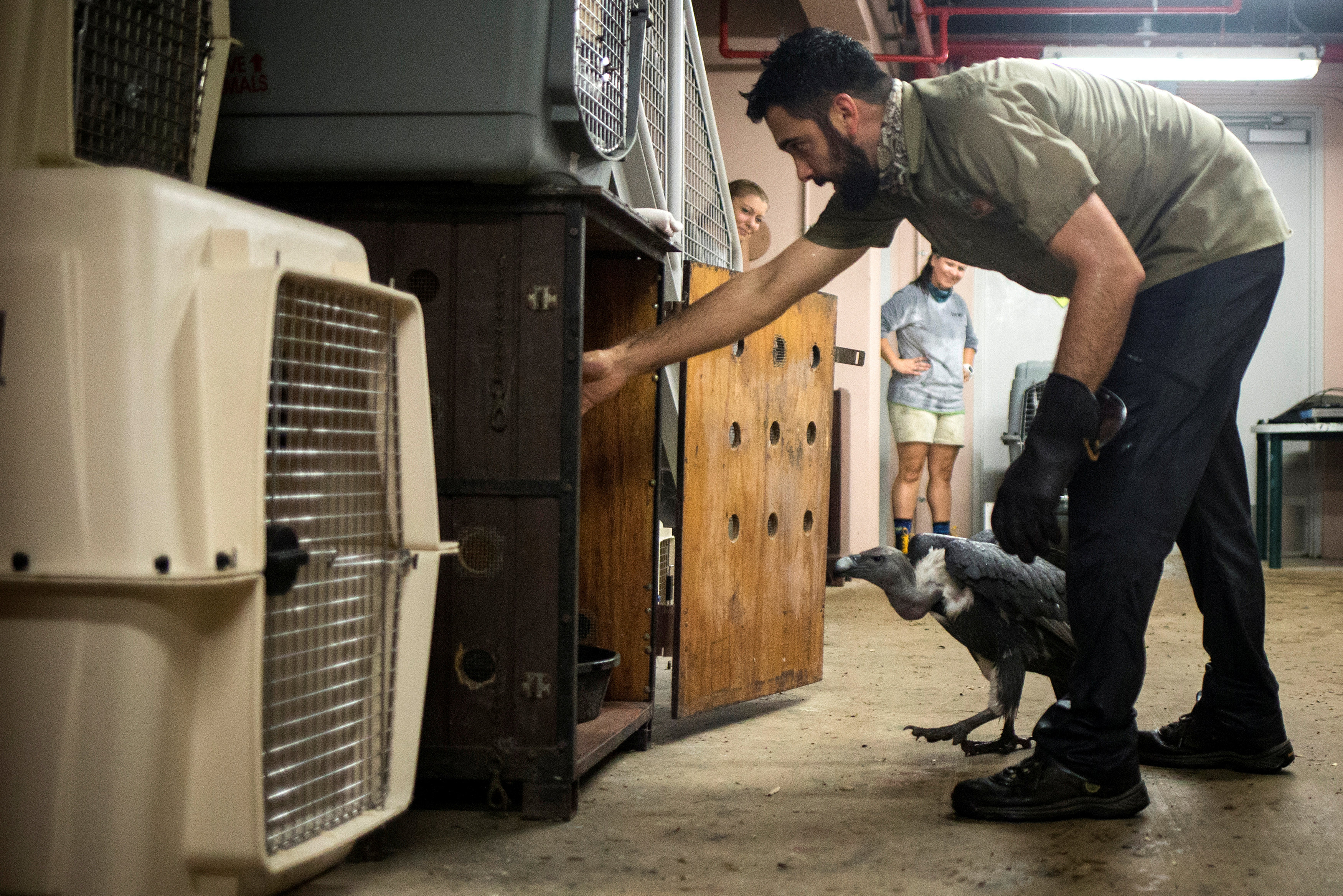 A keeper guides a Indian White rumped vulture into shelter ahead of the downfall of Hurricane Irma in Miami, Florida, onSept. 9, 2017. (REUTERS/Adrees Latif)