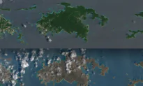 Hurricane Irma Stripped Caribbean of so Many Trees and Leaves They Changed Color