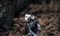 Baby Monkeys Cloned, Given Genetic Disorders