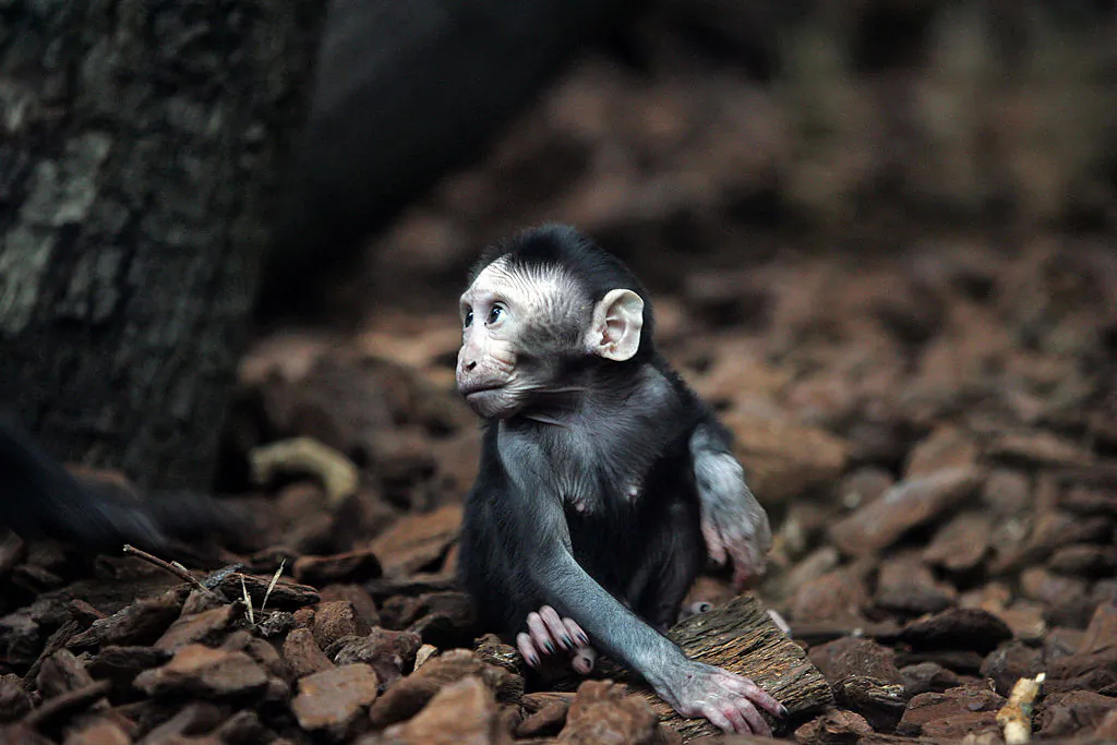 A baby crested macaque Jaki plays in Artis Zoo. (EVERT ELZINGA/AFP/Getty Images)