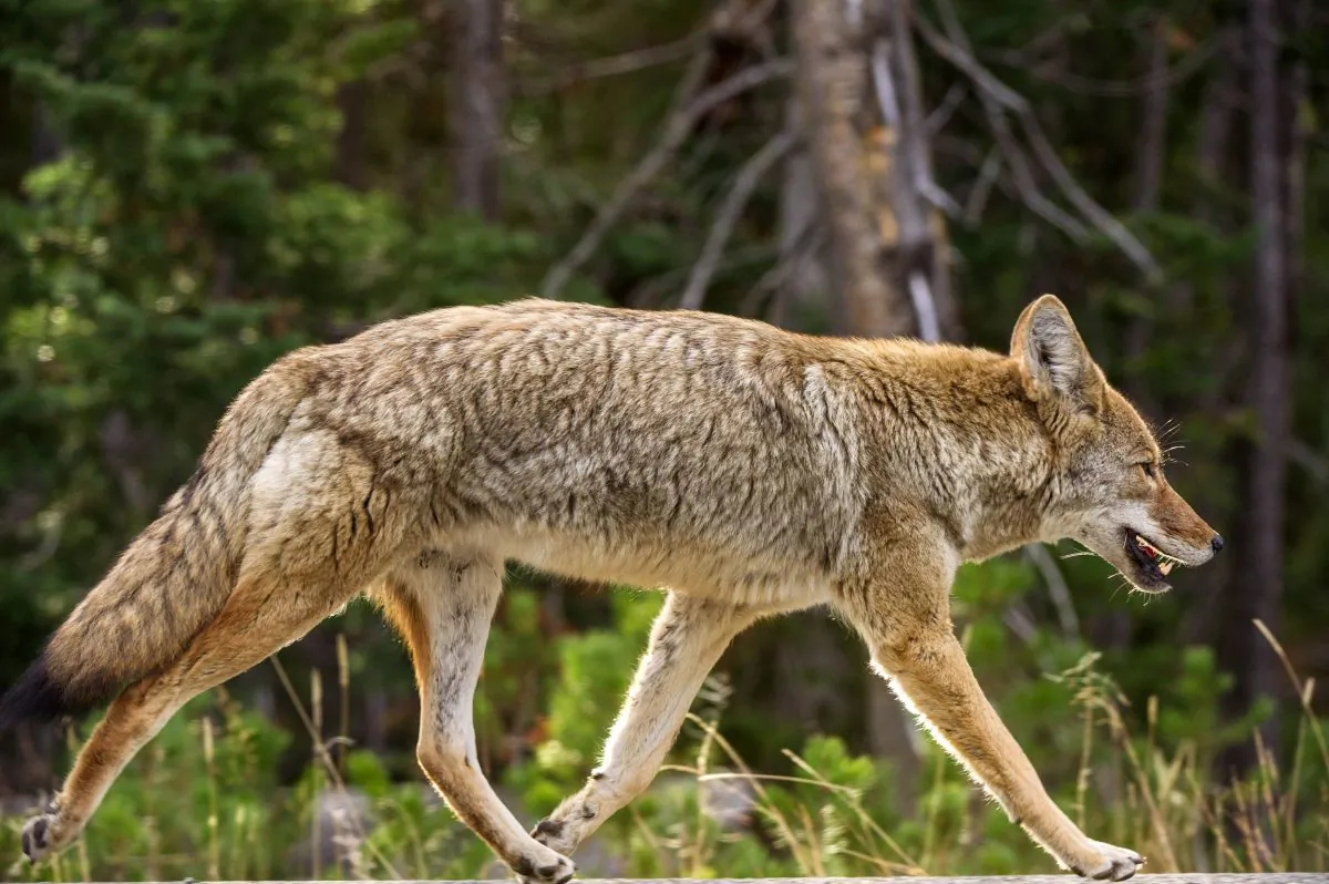 A coyote keeps pace with a car (not seen) as it runs down the road Oct. 8, 2012 in Yellowstone National Park in Wyoming. (Karen Bleier /AFP via GettyImages)