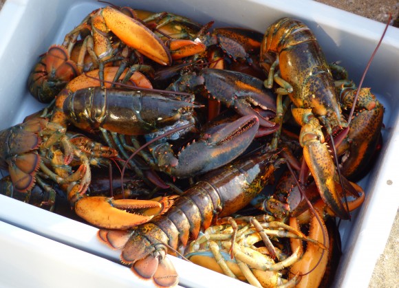 Nova Scotia is famous for its lobsters. (Manos Angelakis)