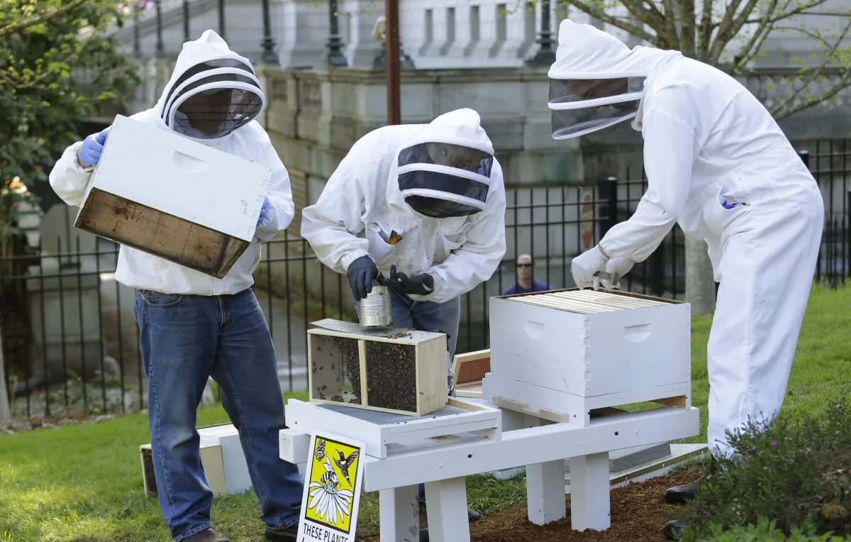 Beekeepers with the Olympia Beekeepers Association install hives on the lawn of the Governor's mansion in Olympia, Washington, on April 20, 2016, to raise awareness about the decline in bee populations. A group of scientists met with MPs in Ottawa this week to make the case for an immediate ban on neonicotinoid pesticides. (AP Photo/Ted S. Warren)